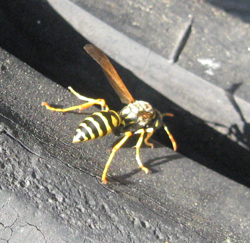 Vespa primavera: Polistes sp. (Vespidae)